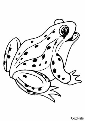 Раскраска Бородавчатая лягушка
