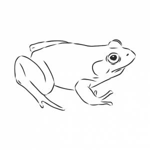 Наброски рисунок лягушки, изолированные на белом, лягушка вектор эскиз иллюстрации