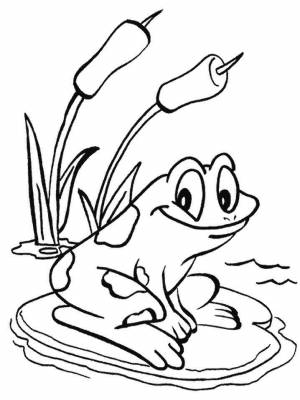 Раскраски лягушка, Раскраска Лягушка в пруду лягушки