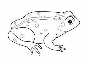 Раскраски Рисунок лягушка