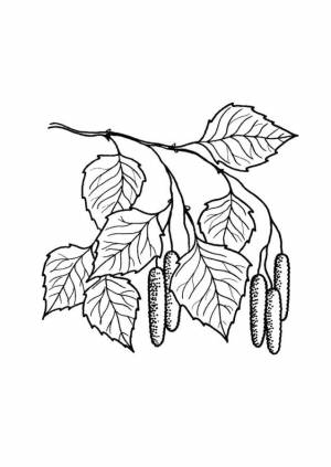 Листья берёзы