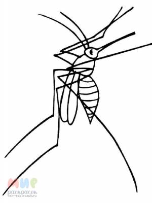 Раскраска Комар