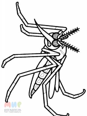 Раскраска Комар