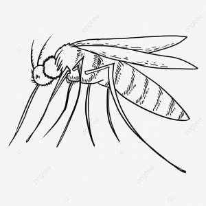 Комары вредители PNG , лето, Insect, комар PNG картинки и пнг PSD рисунок для й загрузки