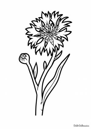 Раскраска Василёк