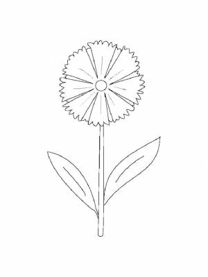 Раскраски Василек