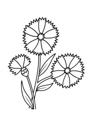 Раскраска Василек
