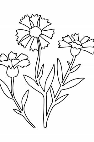 Раскраска Василек ♥ Онлайн и !