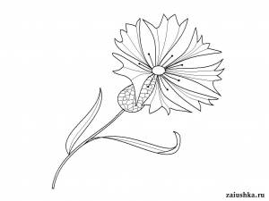 Василек раскраска