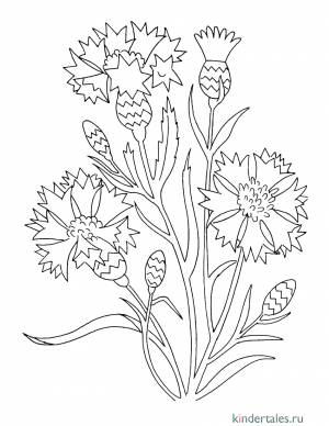 Васильки» раскраска для детей