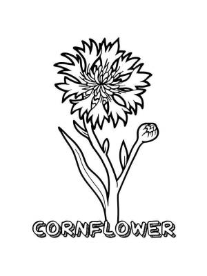 Раскраска Василек