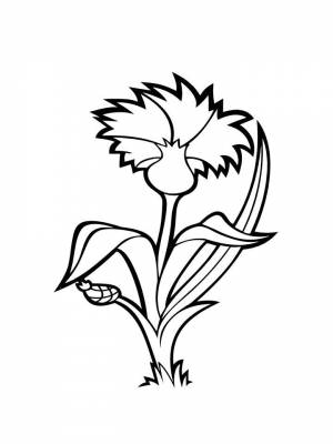 Раскраска Василек  листе  для девочек