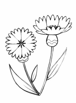 Василек раскраска