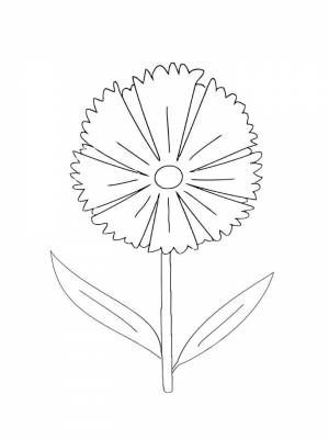 Раскраска Василек  онлайн