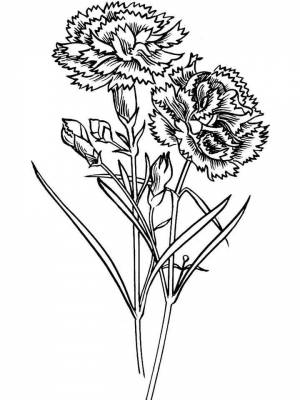 Раскраска цветок Гвоздика  картинку для мальчиков