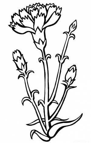 Раскраска гвоздика  и