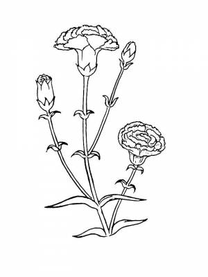 Картинка цветок Гвоздика раскраска в формате  для детей