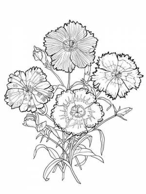Раскраска цветок Гвоздика картинка