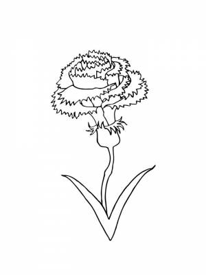 Раскраска цветок Гвоздика   в формате