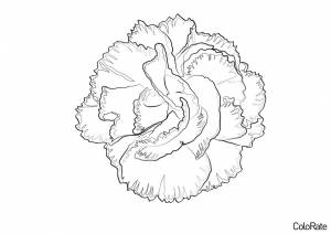 Раскраска Цветок Гвоздики