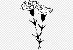 Черно-белая гвоздика Монохромная роспись, цветок гвоздики, стекло, лист, ветка png