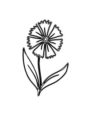 Раскраска Василек