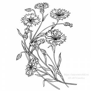 Контурный рисунок «Василек полевой»