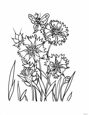 Раскраска луговые цветы для детей