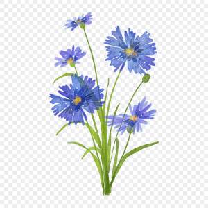 Акварель цветы полевые цветы васильки PNG , акварель, цветы, дикие цветы PNG картинки и пнг PSD рисунок для й загрузки