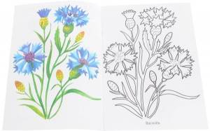 Картинки полевые цветы нарисованные