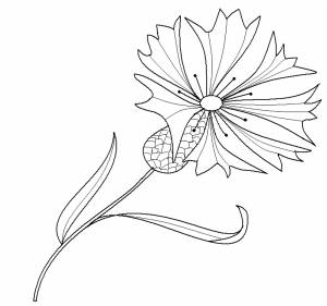 Полевые цветы