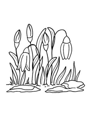 Раскраска Полевые цветы