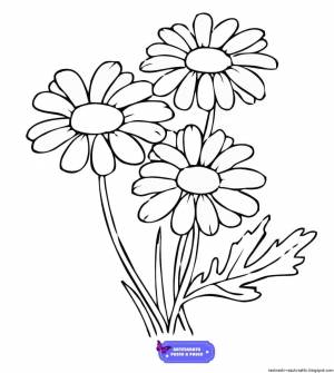 Раскраска ромашка