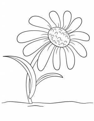 Раскраска простая ромашка