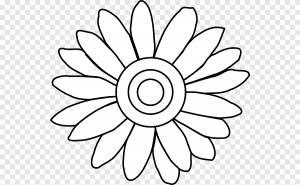 Цветочный рисунок Ромашка обыкновенная, магнолия, белый, лист png