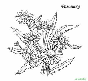 Раскраски цветы Ромашки