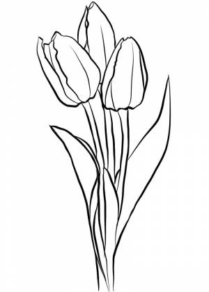 Раскраска тюльпанов