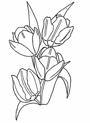Раскраска Тюльпаны 1