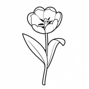 Тюльпан большой цветок книжка-раскраска линейный рисунок на белом фоне