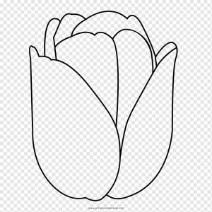 Тюльпан Лепесток Черно-белый рисунок, тюльпан, угол, белый, лицо png