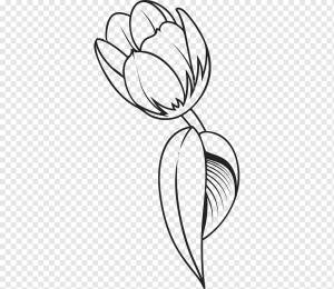 Рисунок Тюльпан Цветок, тюльпан, белый, карандаш, лист png