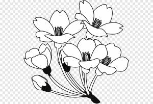 Цветочный дизайн Черно-белый рисунок, цветок, белый, лист png