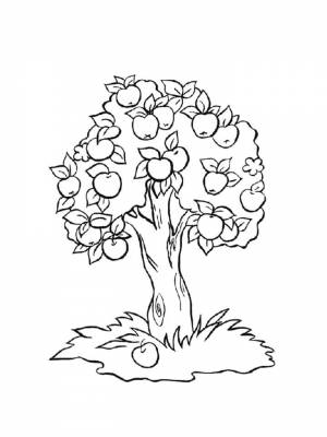 Раскраски Яблоня   в формате
