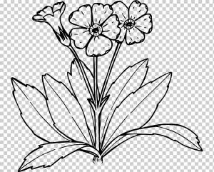 Первоцвет Книжка-раскраска Рисунок Дерево, рисунок линий цветов, лист, ветвь, монохромный png