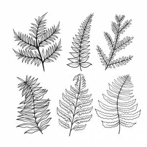 Папоротник рисунок Изображения