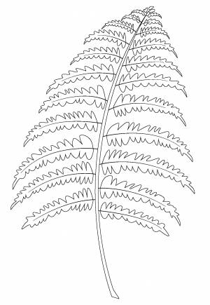 Рисунок папоротник карандашом для детей