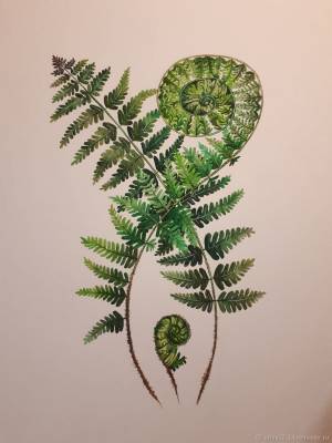 Папоротник