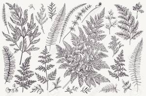 Папоротник осенью в лесу