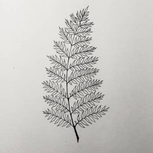 Папоротник