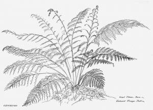 Папоротник в экваториальном лесу